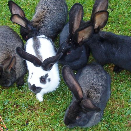 Hotel Berghaus Koglmoos Auffach Zewnętrze zdjęcie